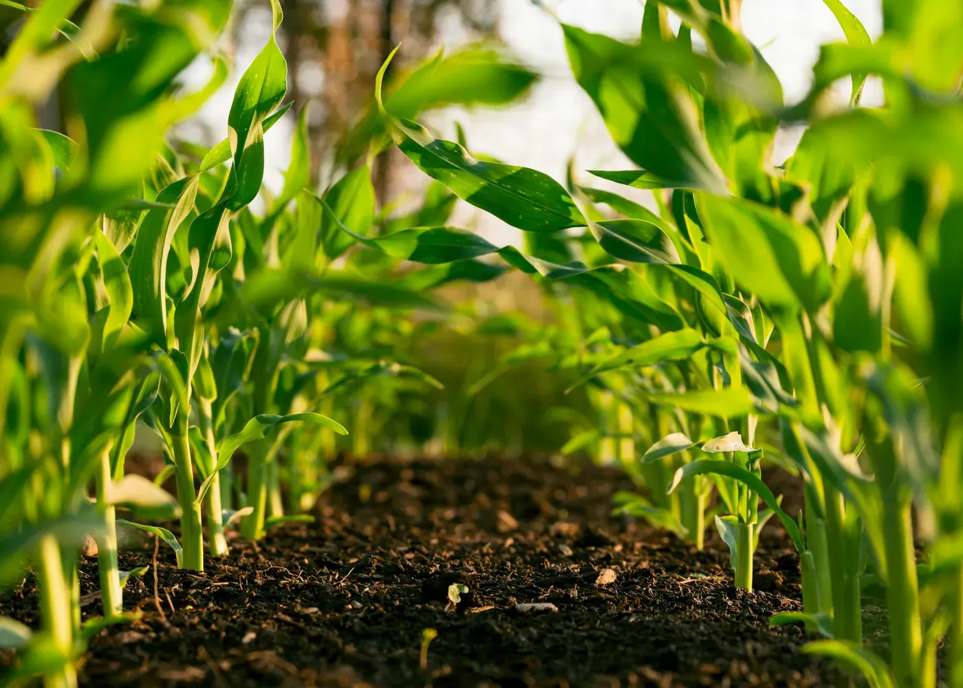 Agricultural field representing regulated agrochemical cargo